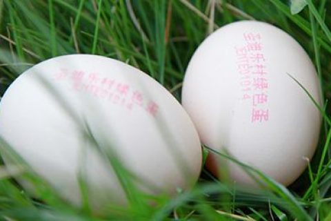 伟迪捷鸡蛋喷码机成功应用圣迪乐村