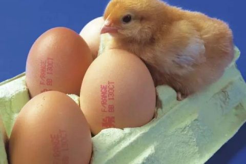 伟迪捷鸡蛋喷码机：立夏要吃蛋，你却不懂它