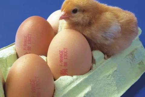 伟迪捷鸡蛋喷码机：立夏要吃蛋，你却不懂它