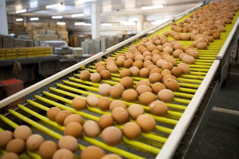 鸡蛋喷码的二大利益您知道吗？？？？？？